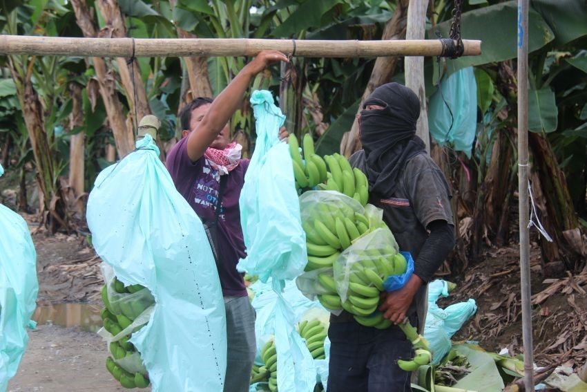 Tagum farmers want to break free from Lapanday, sell bananas to other buyers