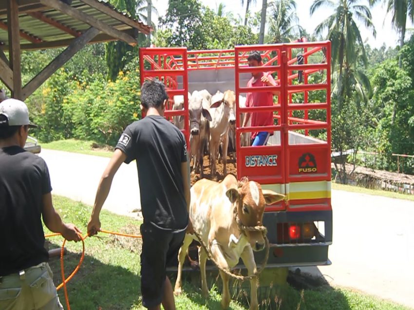 City gov’t distributes 85 cattle for Paquibato farmers