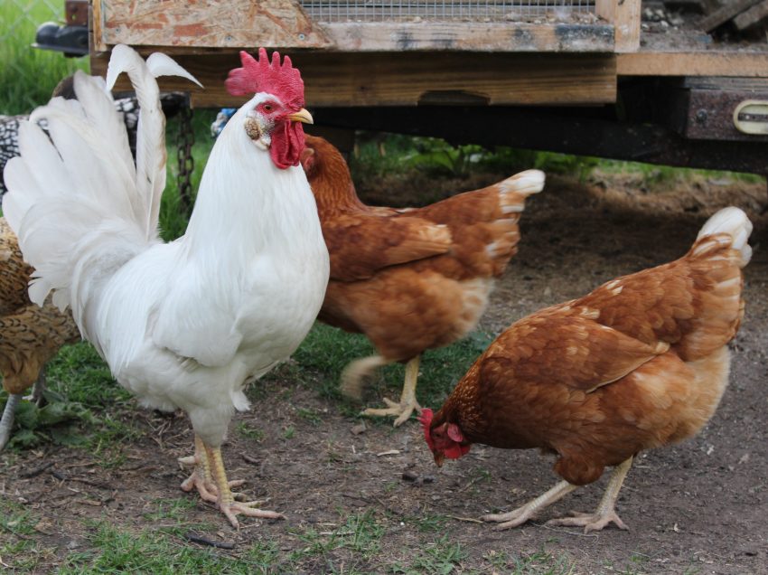 Clean up farm,poultry owner told