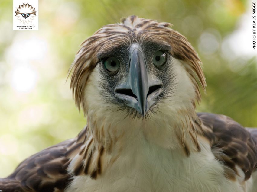 Stricter laws pushed to protect raptors in Asia