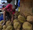 Davao Region exports first batch of durian to China