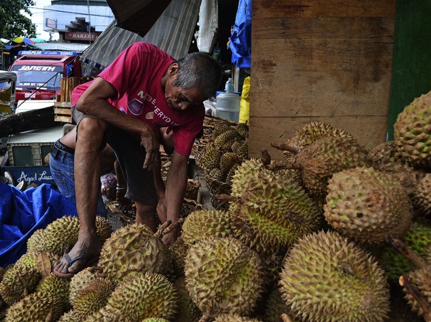 Durian production in Davao to fall 20 percent due to drought