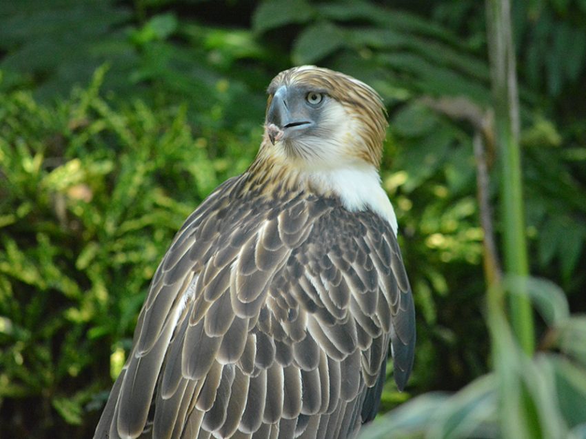 New home for Philippine Eagle eyed in ComVal