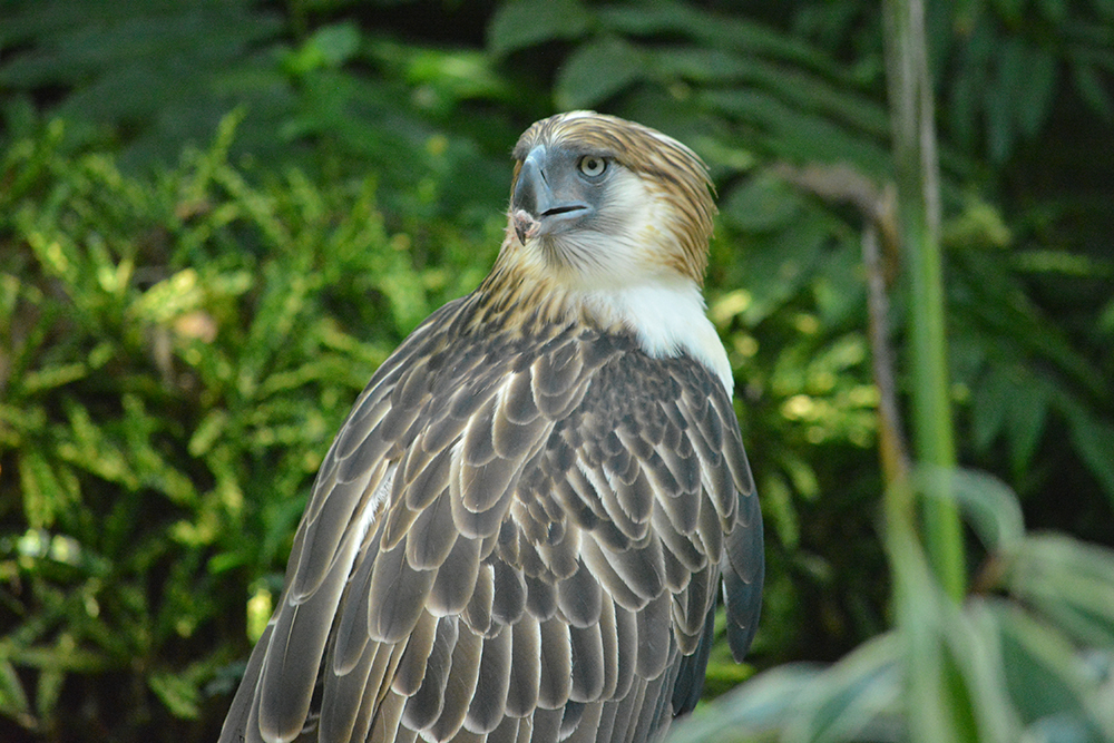You are currently viewing New home for Philippine Eagle eyed in ComVal