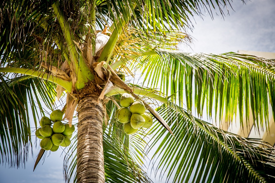 Read more about the article International coco confab in Davao to upscale local production