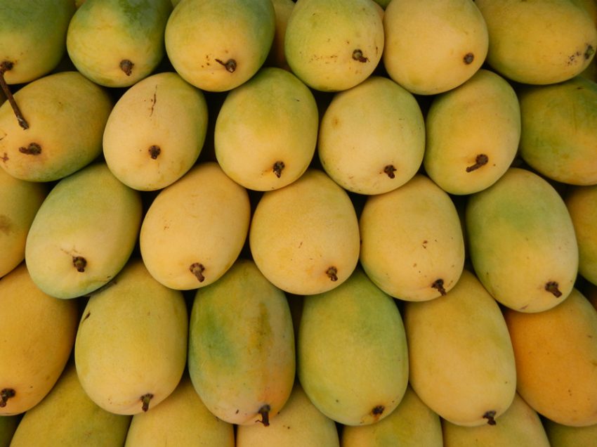 Mango production in Davao gradually losing flavor