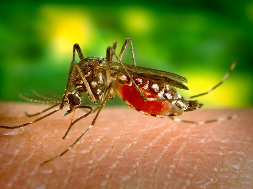 Davao Region records 28 dengue-related deaths in first half of 2023