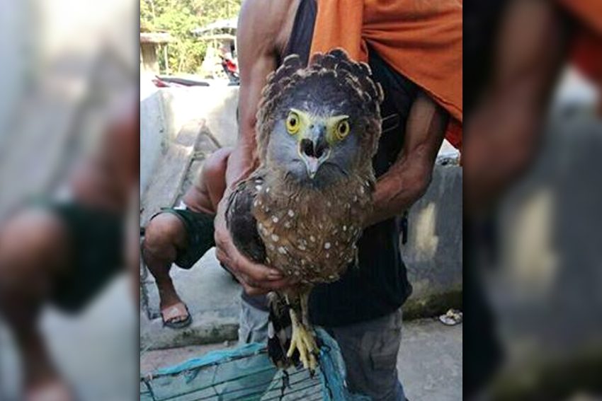 Philippine Serpent Eagle found on a roadside in Talaingod