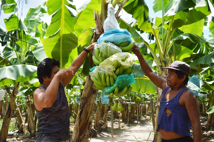 Davao Norte banana workers demand P100 wage hike