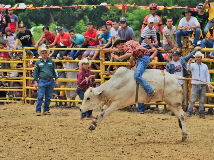 Rodeo and horse show