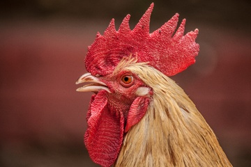 City vet: Predators of fighting cocks could be rats