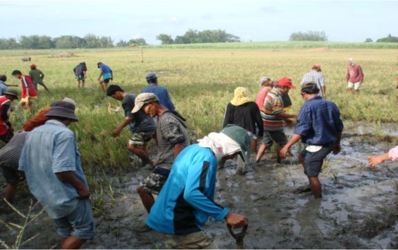 Fighting off hunger, thousands launch collective farming