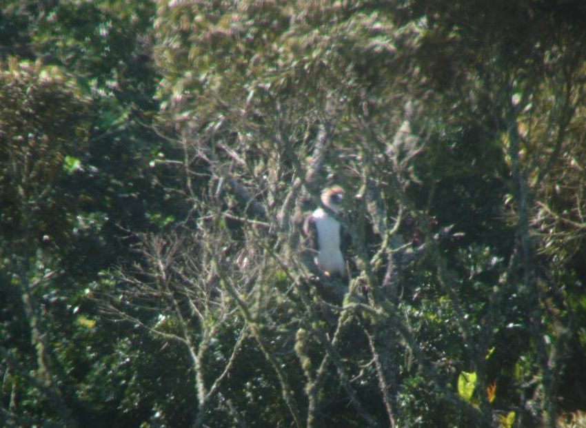 Philippine Eagle nesting site spotted in Bukidnon