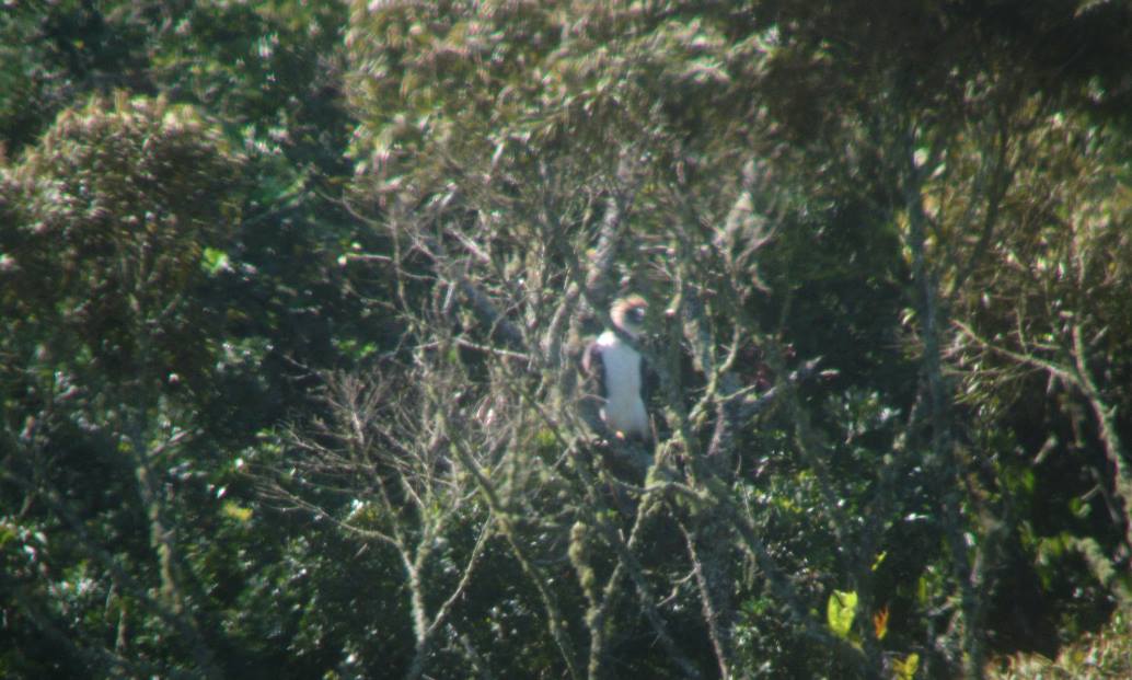 You are currently viewing Philippine Eagle nesting site spotted in Bukidnon