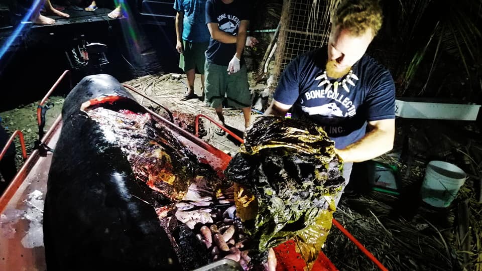 You are currently viewing Advocates want resilient measures to protect marine lives in Davao Gulf