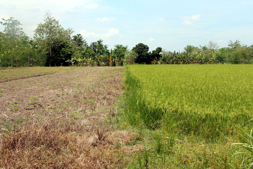 You are currently viewing More areas hit by drought to receive aid from Davao city gov’t
