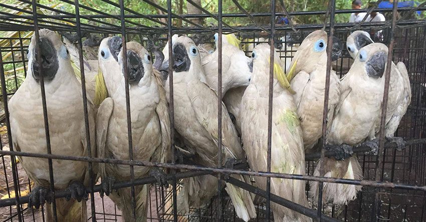 DENR, NBI seize over 450 smuggled animals in Davao Oriental