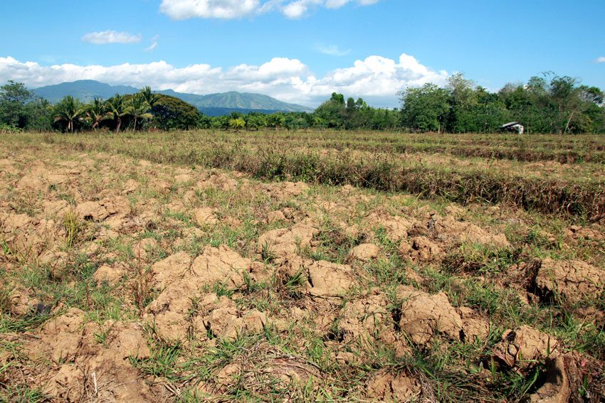 Dry spell destroys PHP4.35-B worth of crops in PH