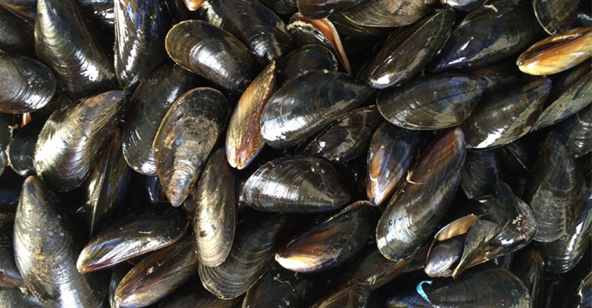 Read more about the article Tahong at Bankerohan Market safe for consumption
