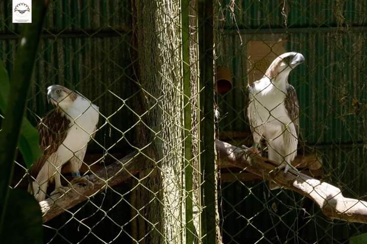 PH, Singapore agree to breed, conserve Philippine Eagles