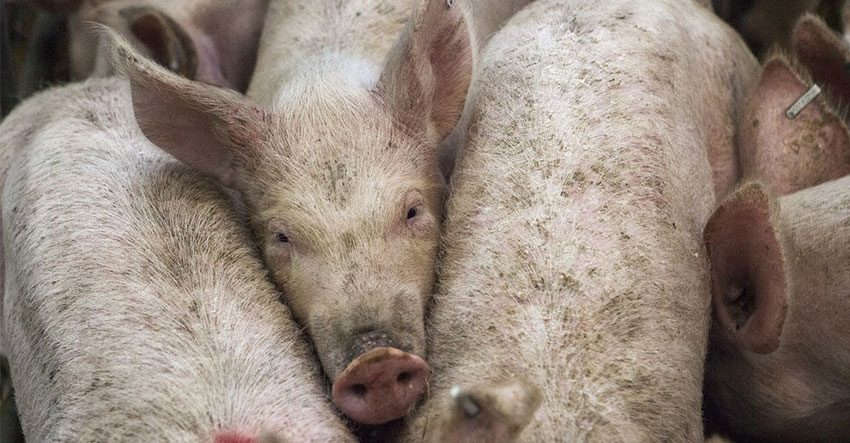 DA-10 says it’s ready for African Swine Fever