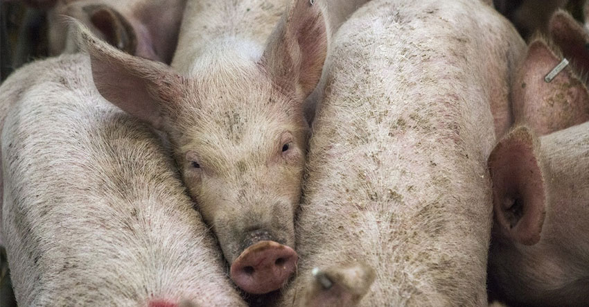You are currently viewing FDA issues temporary ban on imported pork meat products