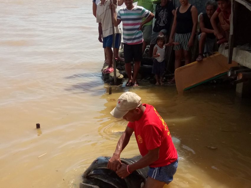 Endangered Megamouth shark caught, slaughtered in CDO