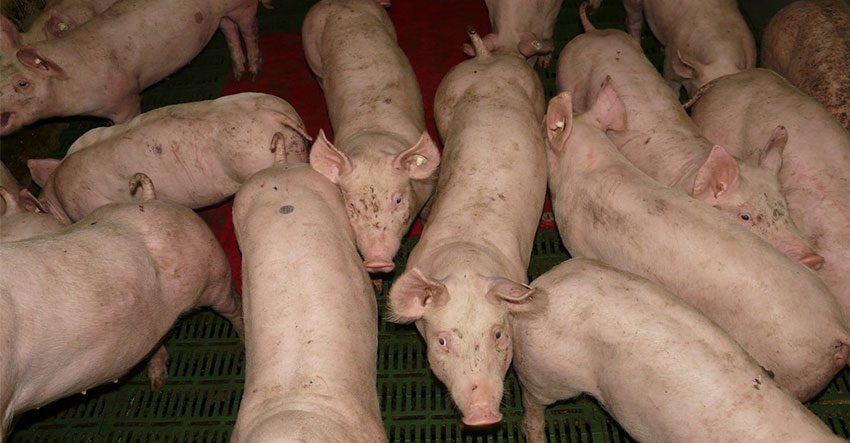 Two Davao barangays affected with African Swine Fever under state of calamity