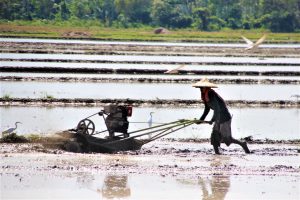 Read more about the article LAND PREP