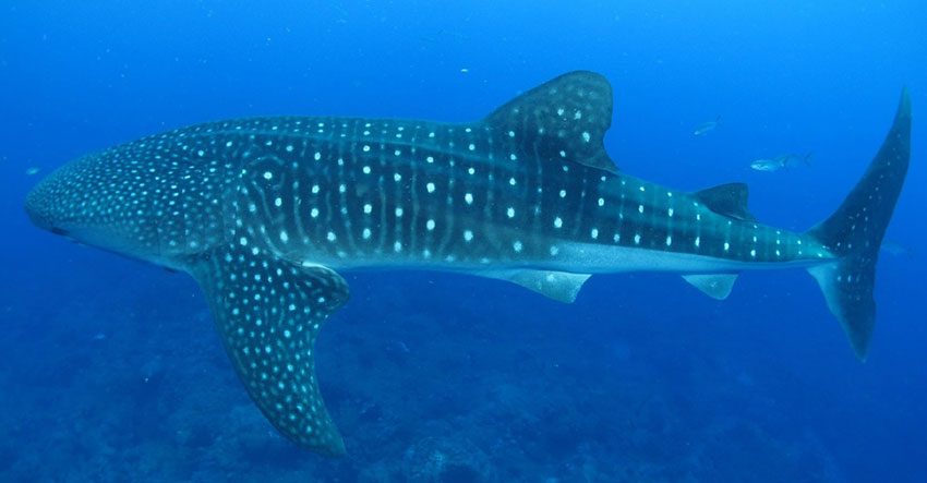 BFAR-10 on whale shark sighting: Look, but don’t touch