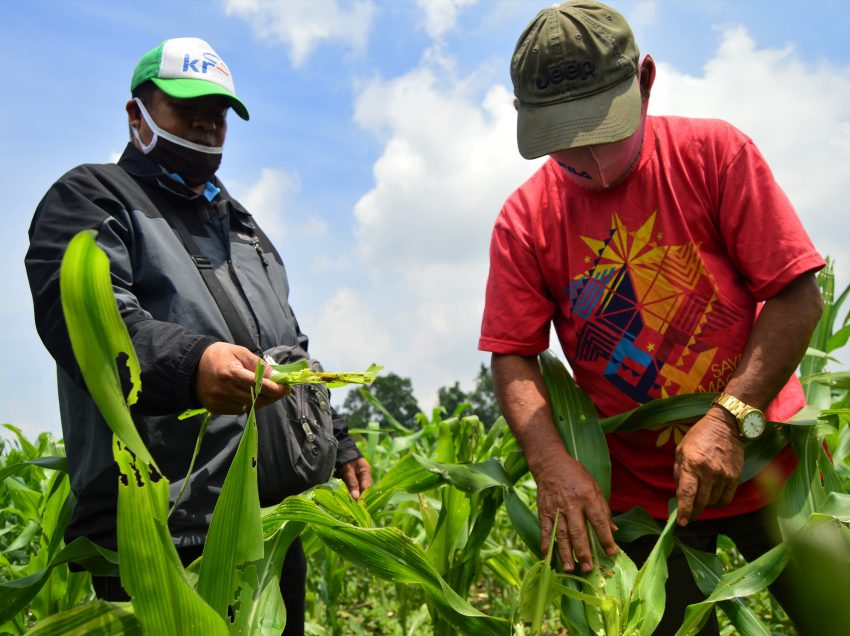 DA-10: Worm infestation in Normin corn fields, not yet alarming