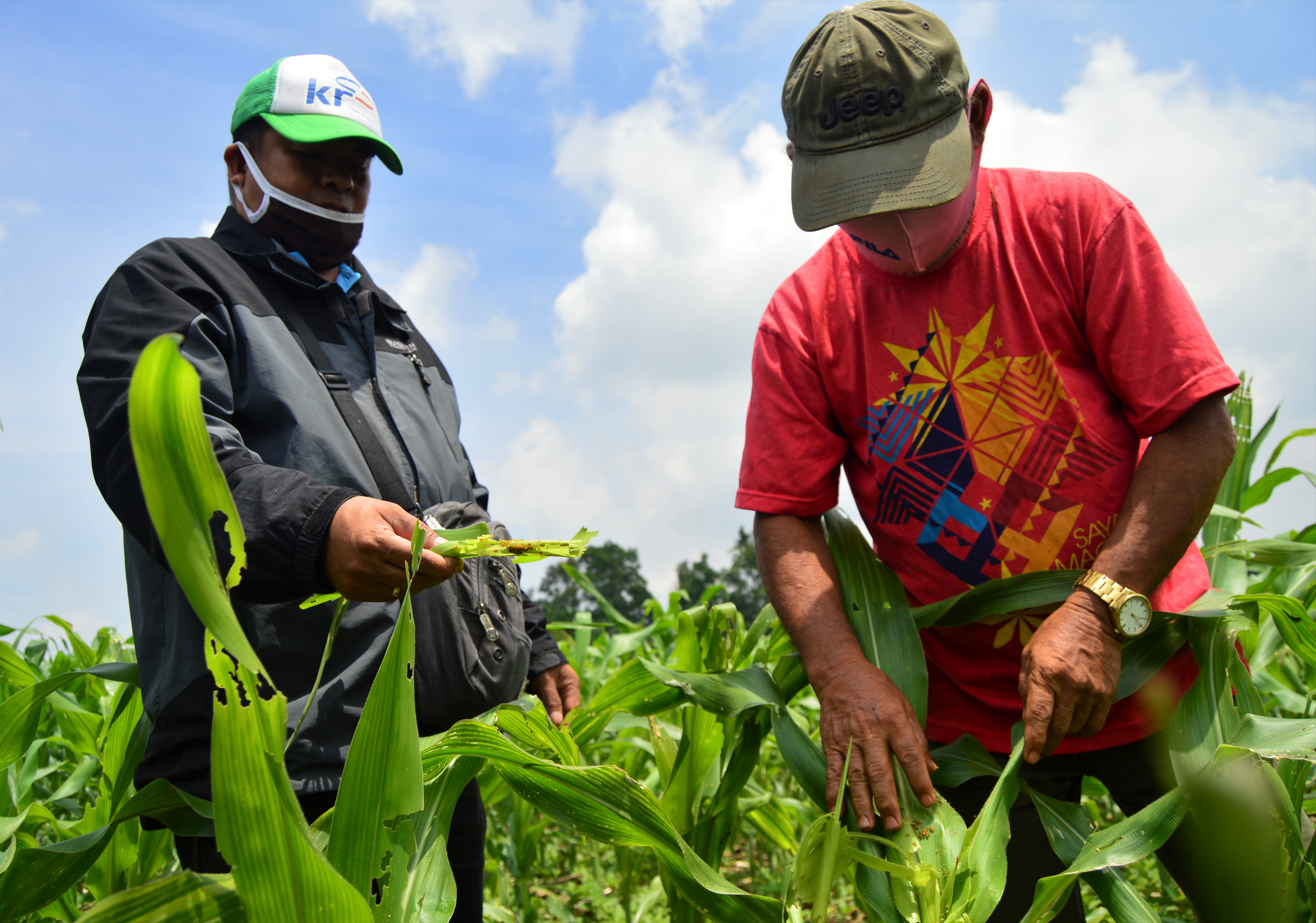 You are currently viewing DA-10: Worm infestation in Normin corn fields, not yet alarming
