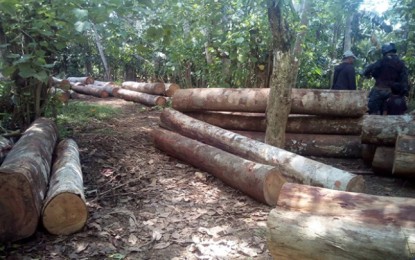 Illegal logging continues in Caraga during pandemic
