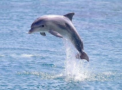 Dozens of dolphins turn up on Misamis Oriental coast
