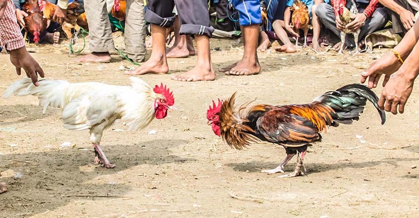 Mayor dismayed over illegal cockfight staged by village chief