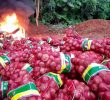 Customs NorMin destroys onions declared as food items