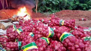 Read more about the article Customs NorMin destroys onions declared as food items