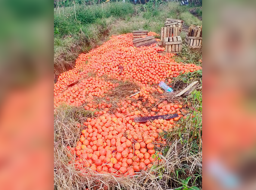 Price dip forces Bukidnon farmer to dump ripe tomatoes