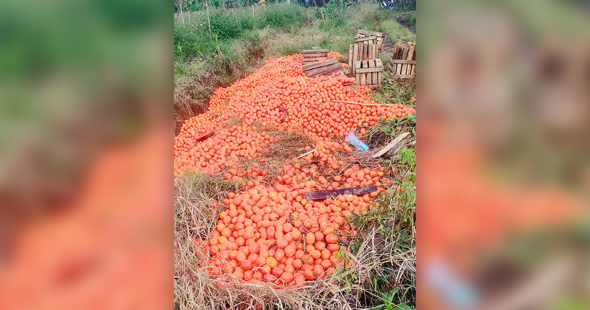 You are currently viewing Price dip forces Bukidnon farmer to dump ripe tomatoes