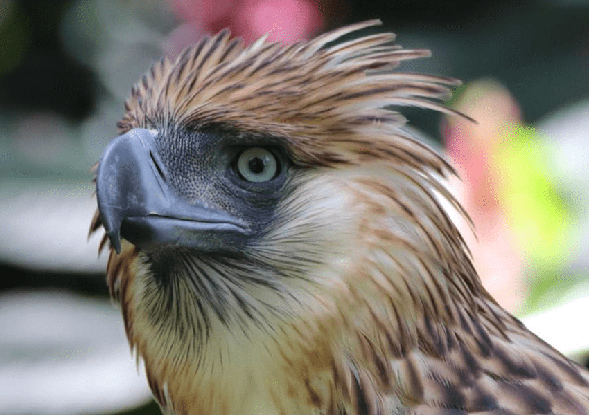 Yes, the iconic Philippine eagle in 1,000-piso bill exists!