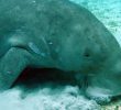 In IGaCoS, efforts to protect dugongs face challenges