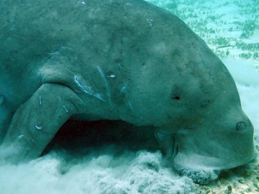 In IGaCoS, efforts to protect dugongs face challenges
