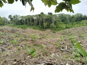 Read more about the article National Greenwashing Program: From Green Promises to Forest Loss on Indigenous Land