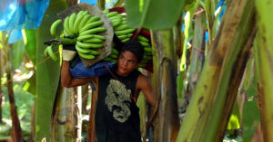 Read more about the article Agri & services jobs on the rise in Davao Region