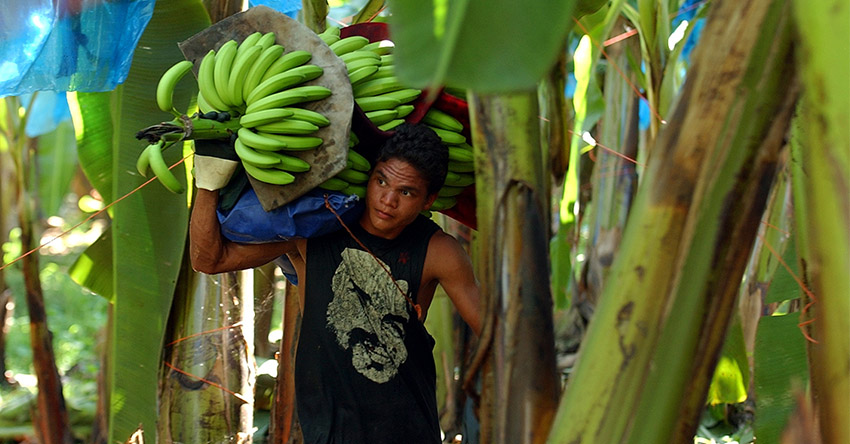 You are currently viewing Agri & services jobs on the rise in Davao Region